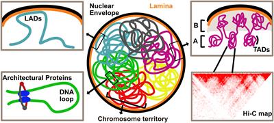 Spatial Genome Organization: From Development to Disease